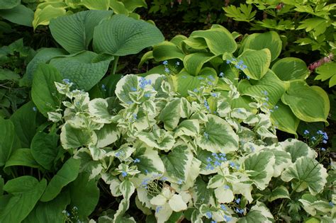 Brunnera Variegated With Hosta Karl Gercens Flickr