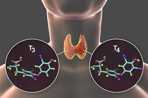 Thyroid Medications Impact Of Drugs From The Dental Professionals