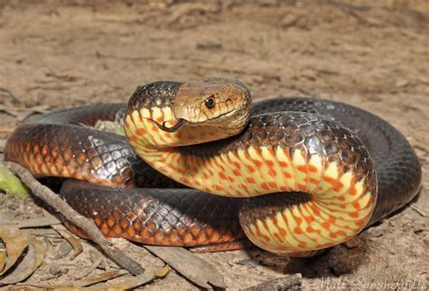 Las 10 Serpientes Más Peligrosas De Australia Y Del Mundo Ecología