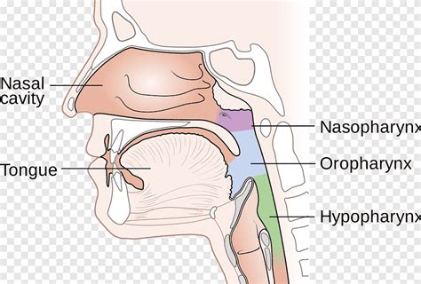Nasopharynx Cancer Nasal Cavity Nose Diagram Nose Angle Face Png