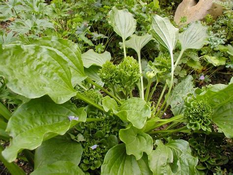 The Five Healthiest Backyard Weeds Live Science