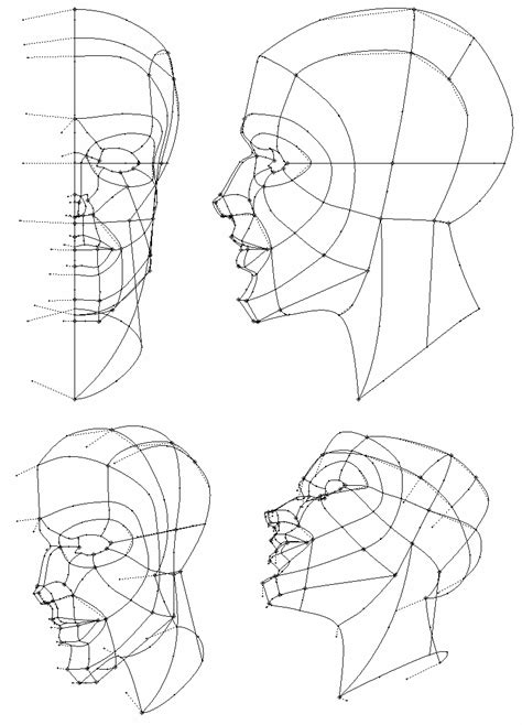 Three Different Angles Of The Head And Neck With Lines On Each Side Of The Face