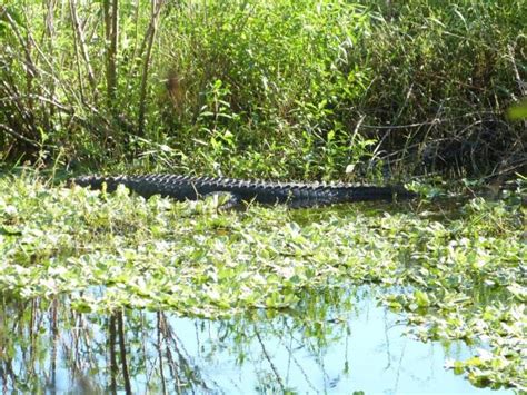 Huge Alligator At Circle B Bar Reserve On Tv Lees Birdwatching