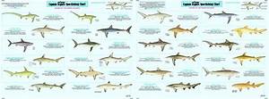 Buy Shark Identification Chart Laminated Nautical Navigation