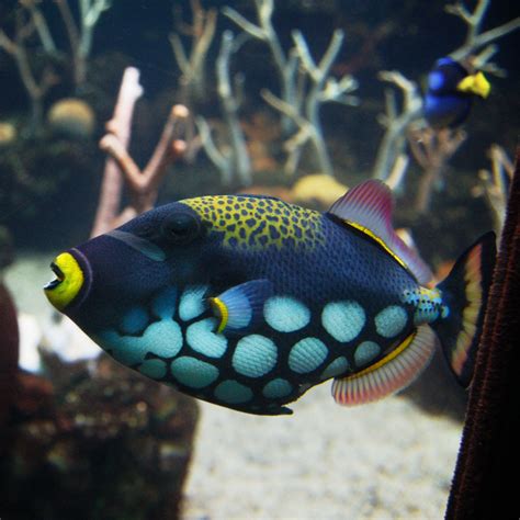 Beautiful Colorful Fish Colorful Fish Pinterest