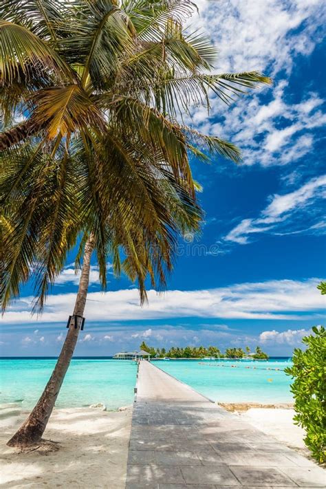 Tropical Beach In Maldives With Palm Trees And Vibrant Lagoon Stock