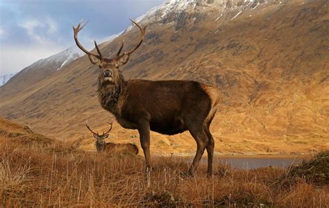 Wildlife In Scotland And Native Scottish Animals Visitscotland