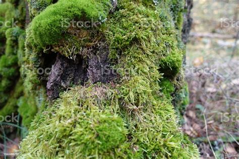Tender Green Vegetation In The Forest Moss Colonies Stock Photo