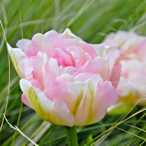 Tulip Bulbs Angelique Double Late Peony Tulip Beautiful Pink Flowers