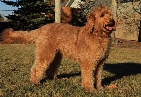 Labradoodle Labradoodle Characteristics Appearance And Pictures