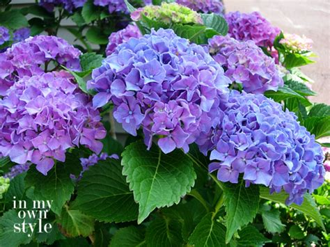 How To Turn Hydrangeas Pink Or Blue In My Own Style