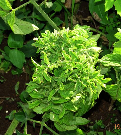 Check spelling or type a new query. Fact sheet - Tomato big bud (212)
