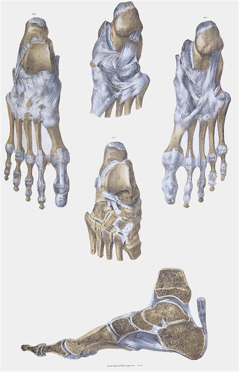 Foot Bones And Ligaments Photograph By Sheila Terry Fine Art America