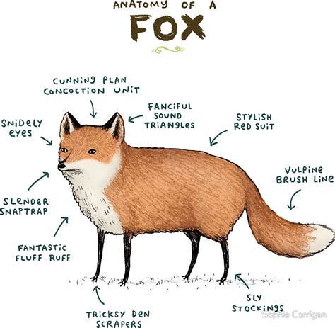 Anatomy Of A Fox Sticker By Sophie Corrigan Fox Art Print Fox Art Fox