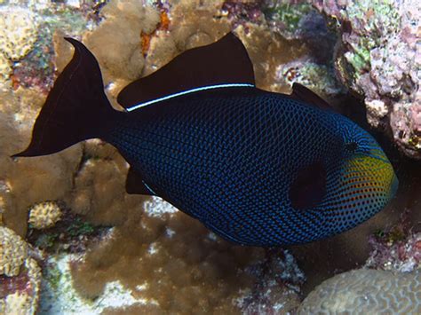 Black Triggerfish Ultimate Reef