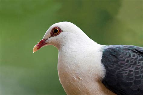 White Headed Pigeon Bushpea 18 Large