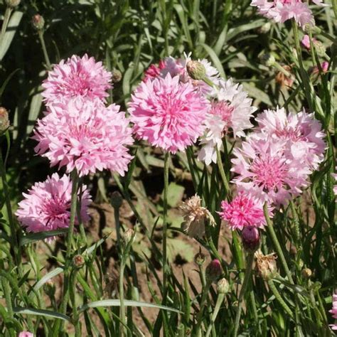 500 Tall Pink Bachelor Button Cornflower Flower Seeds The Gardening World