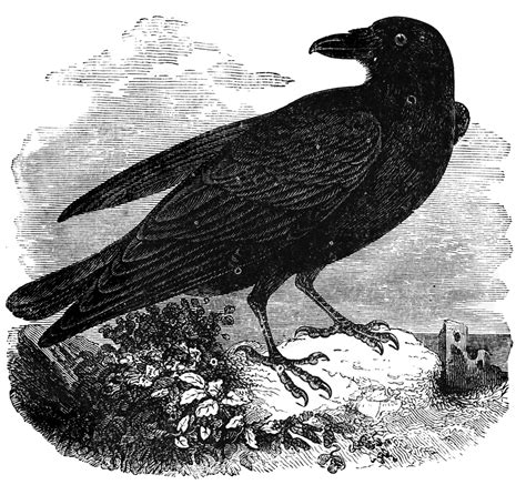 Raven Clipart Etc