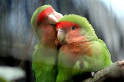 Love Birds Kissing 23