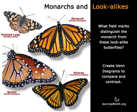 10072020 Monarch Look Alikes Monarch Monarch Butterfly Garden