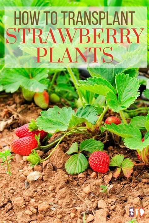 How To Transplant Strawberry Plants The Kitchen Garten