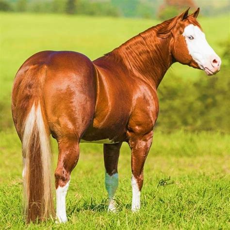 Beautiful Quarter Horse In A Lush Green Field