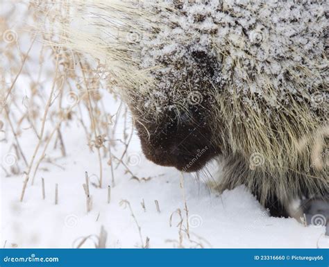 Porcupine In Winter Stock Photo Image 23316660
