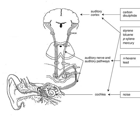 Schematic Picture Of The Auditory System Showing The Possible Site Of