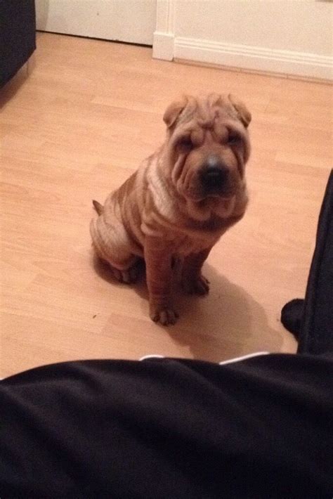 5 Month Old Shar Pei Puppy For Sale Not Kc Registered Very Friendly