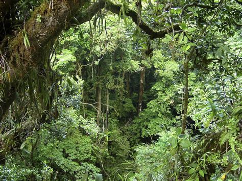 42 Astonishing Facts About Rainforests