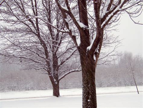 Trees In The Snow Free Stock Photo Public Domain Pictures