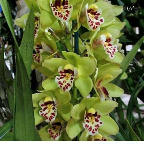 Jual Anggrek Cymbidium Green Light Kota Malang Ant Orchid Tokopedia