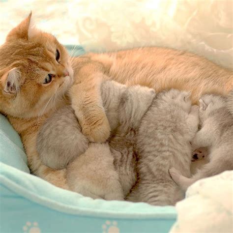 424 Best Mother Cat And Kittens Images On Pinterest Baby