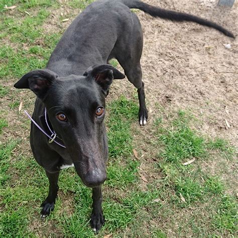 Possessing a graceful, athletic body, a greyhound at top speed is breathtaking. Pet Archive - Greyhounds as Pets