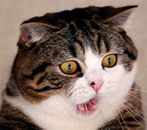Shocked Cat Reaction Images Know Your Meme