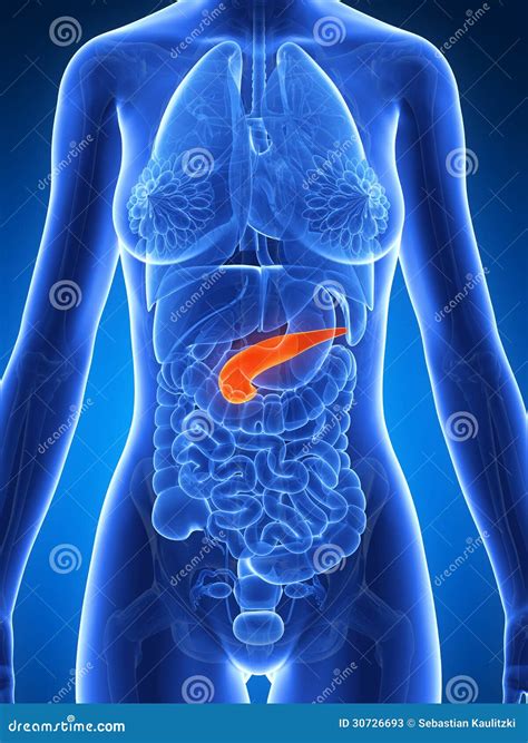 Female Anatomy Pancreas Stock Illustration Illustration Of Pancreas
