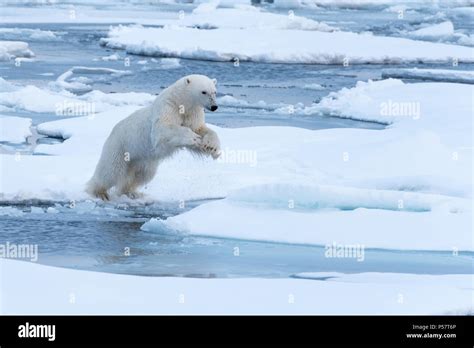 Polar Bear Leaping Between Ice Floes Stock Photo Alamy