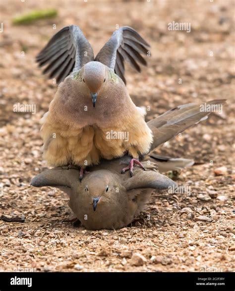 Arizona Mourning Doves Hi Res Stock Photography And Images Alamy