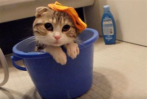 【動画】「いい湯だニャ～」ぴったりサイズの“バケツ風呂”を満喫中の猫ちゃん2016年11月10日｜ウーマンエキサイト