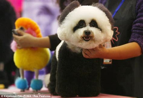 Why Do I Panda To My Owner Glum Looking Dog Is Groomed To Look Like A