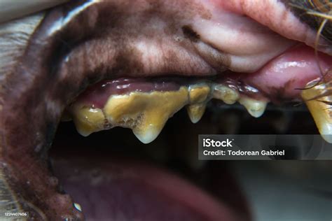Dog With Gingivitis And Teeth With Tartar Stock Photo Download Image