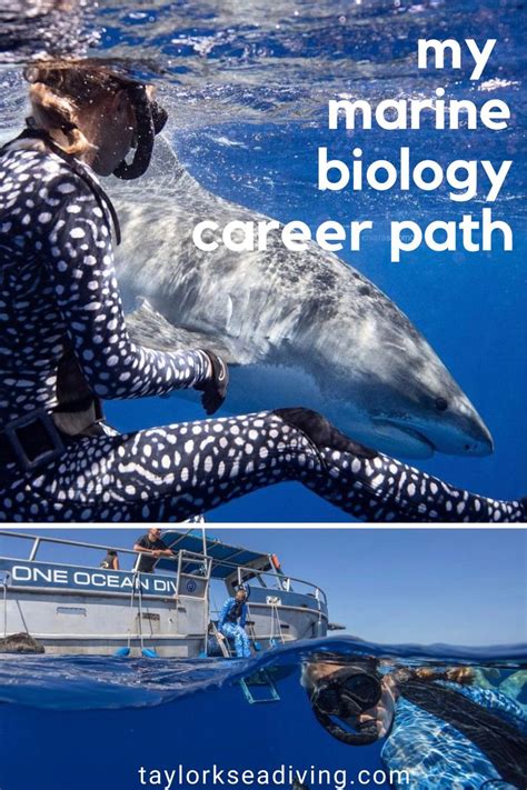 My Marine Biology Career Path Shark Diving Marine Biology Marine