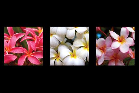 Hawaiian Blossoms Plumeria David Balyeat Photography Fine Art