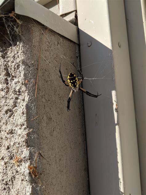 Unidentified Spider In Urbana Illinois United States