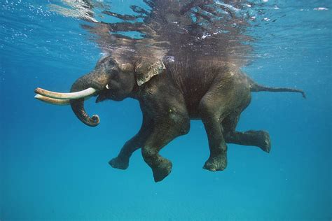 Swimming swimming swimming in the sea. All at sea: Rajan the elephant loves talking to the waves ...