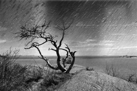 Black And White Photo Of Rainy Dramatic Sky With A Lonely Tree B Stock