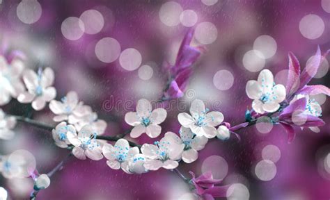 Beautiful Spring Floral Background With Branches Of Blossoming Cherry