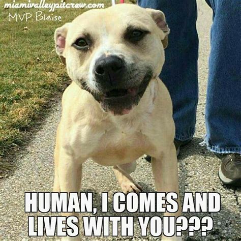 39 Best Pit Bull Memes Images On Pinterest Doggies Pit