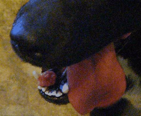 Causes Of Lumps Bumps And Masses In A Dogs Mouth Pethelpful