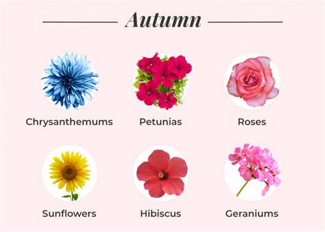 What Flowers Are In Season A Seasonal Flower Guide